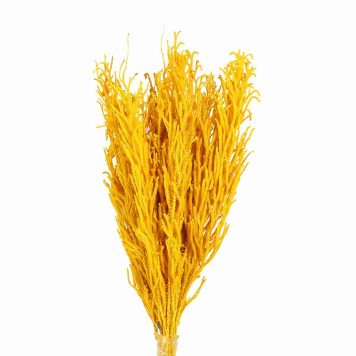 Pé de Sapo Amarelo Desidratado p/ Decoração