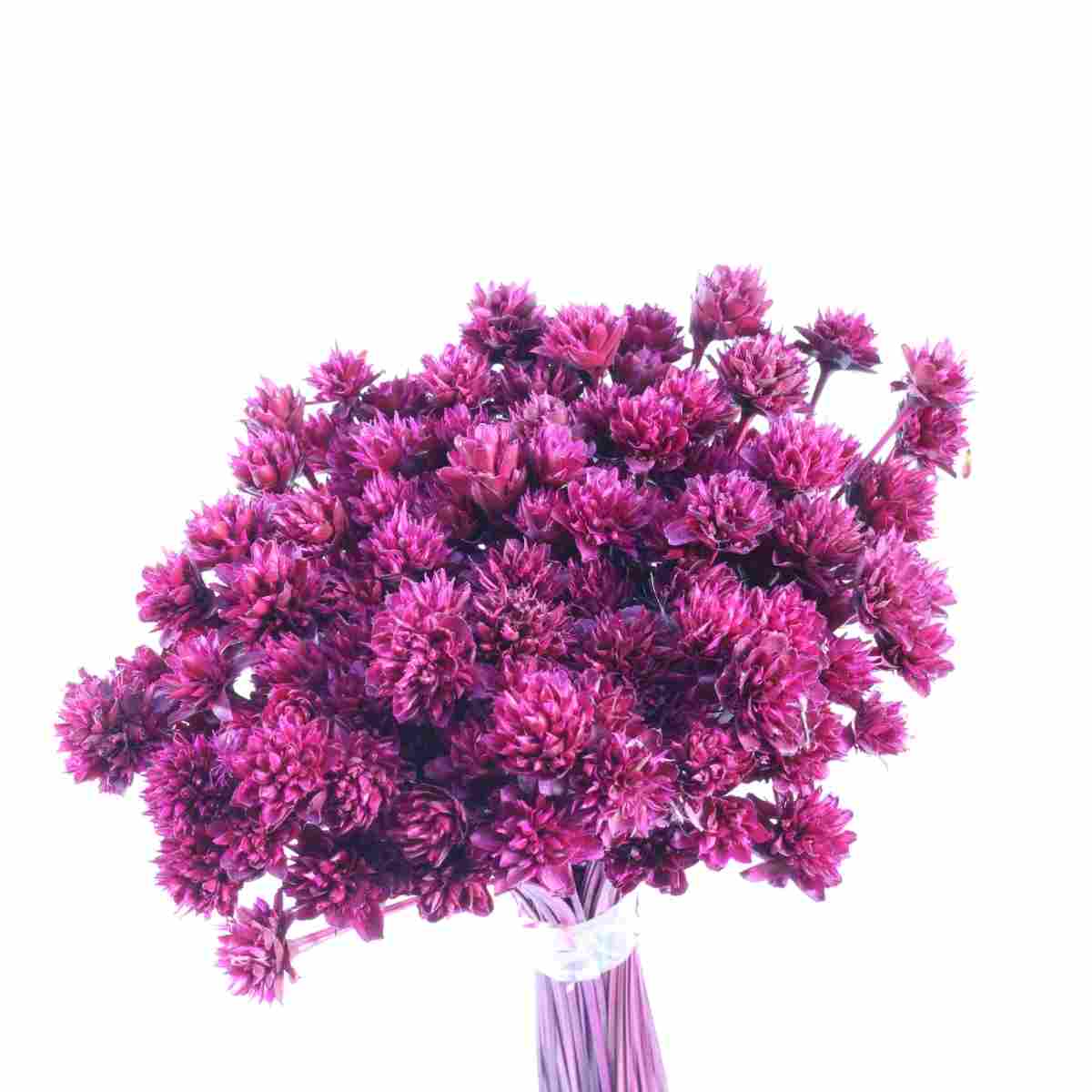 Planta Seca Botão Espeta Nariz Desidratado Pink