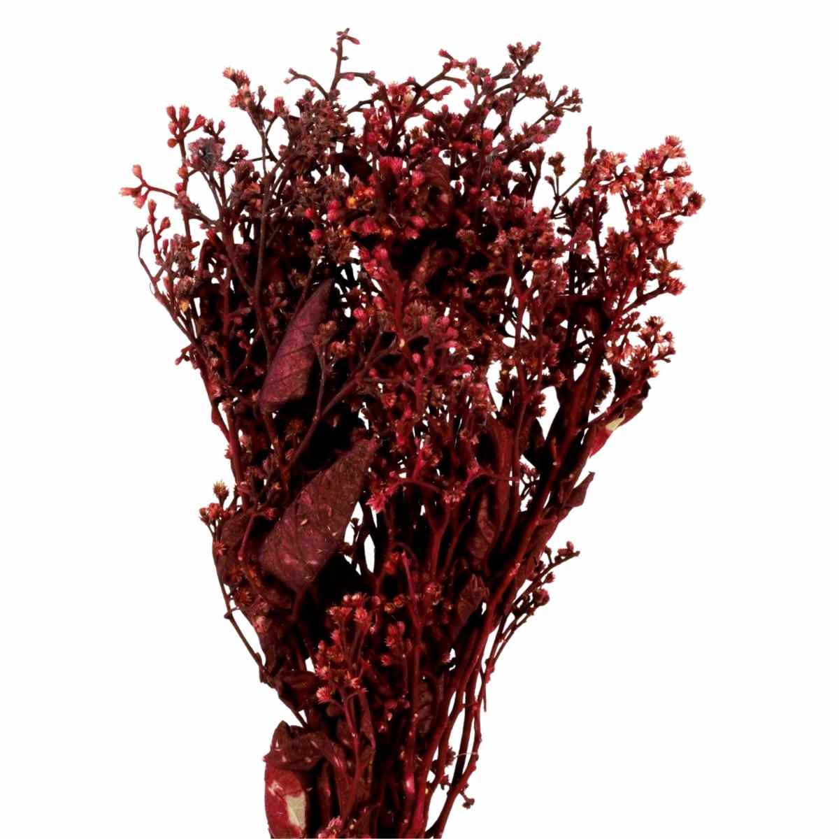 Dedo De Anjo Vermelho Flor Desidratada Buque Flores Secas