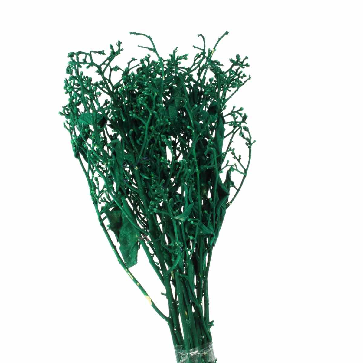 Dedo De Anjo Verde  Flor Desidratada Buque Flores Secas