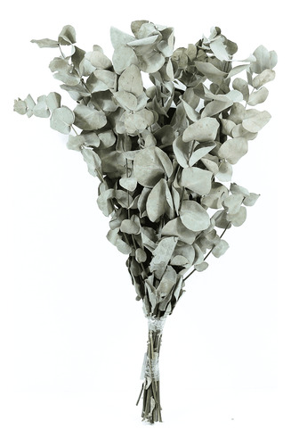 Planta Seca Eucalipto Verde 50cm