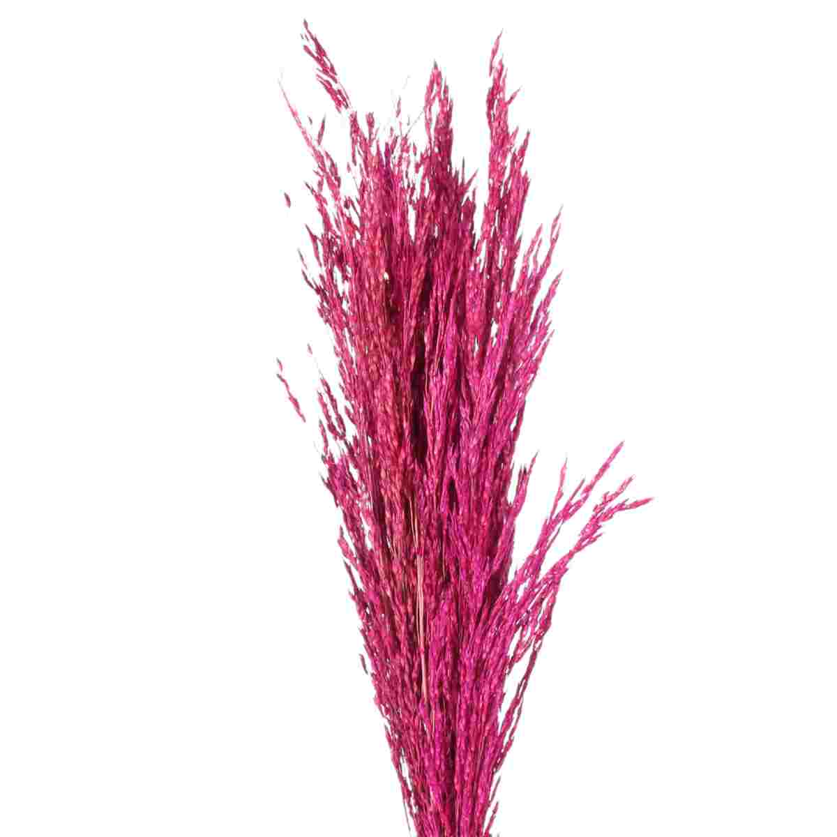 Planta Seca Capim Arroz do Cerrado Pink