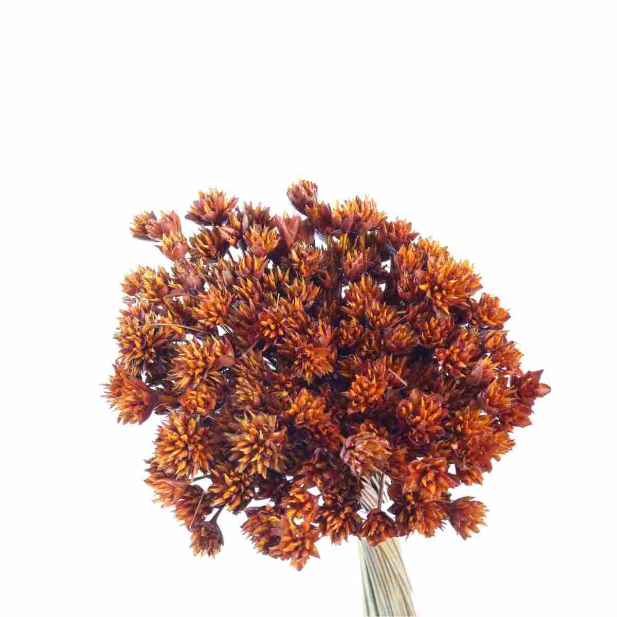 Planta Seca Botão Espeta Nariz Desidratado Laranja