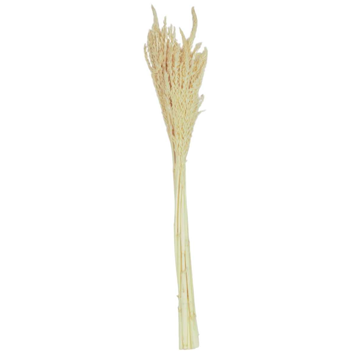 Planta Seca Flor de Milho Natural 60 cm