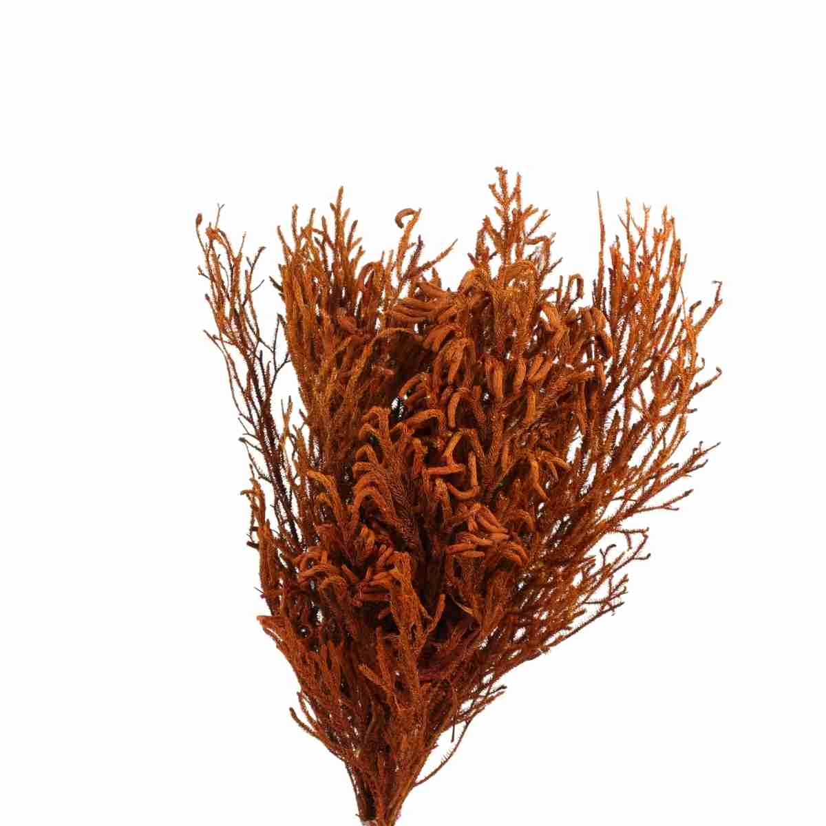 Pé de Sapo Laranja Desidratado p/ Decoração