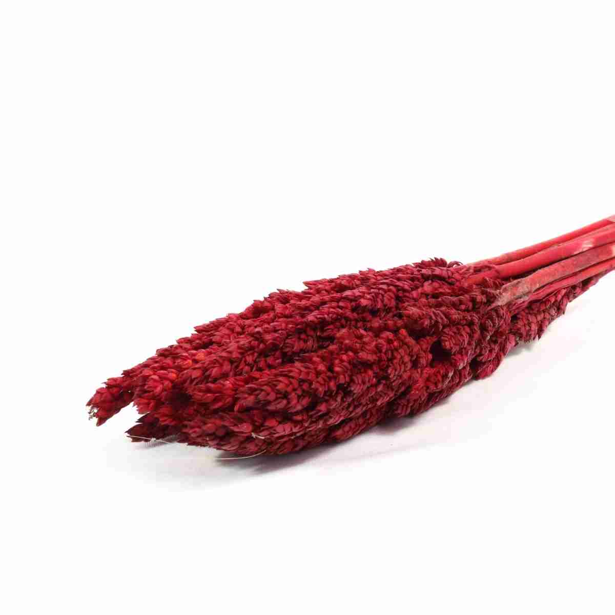 Planta Seca Sorgo Vermelho