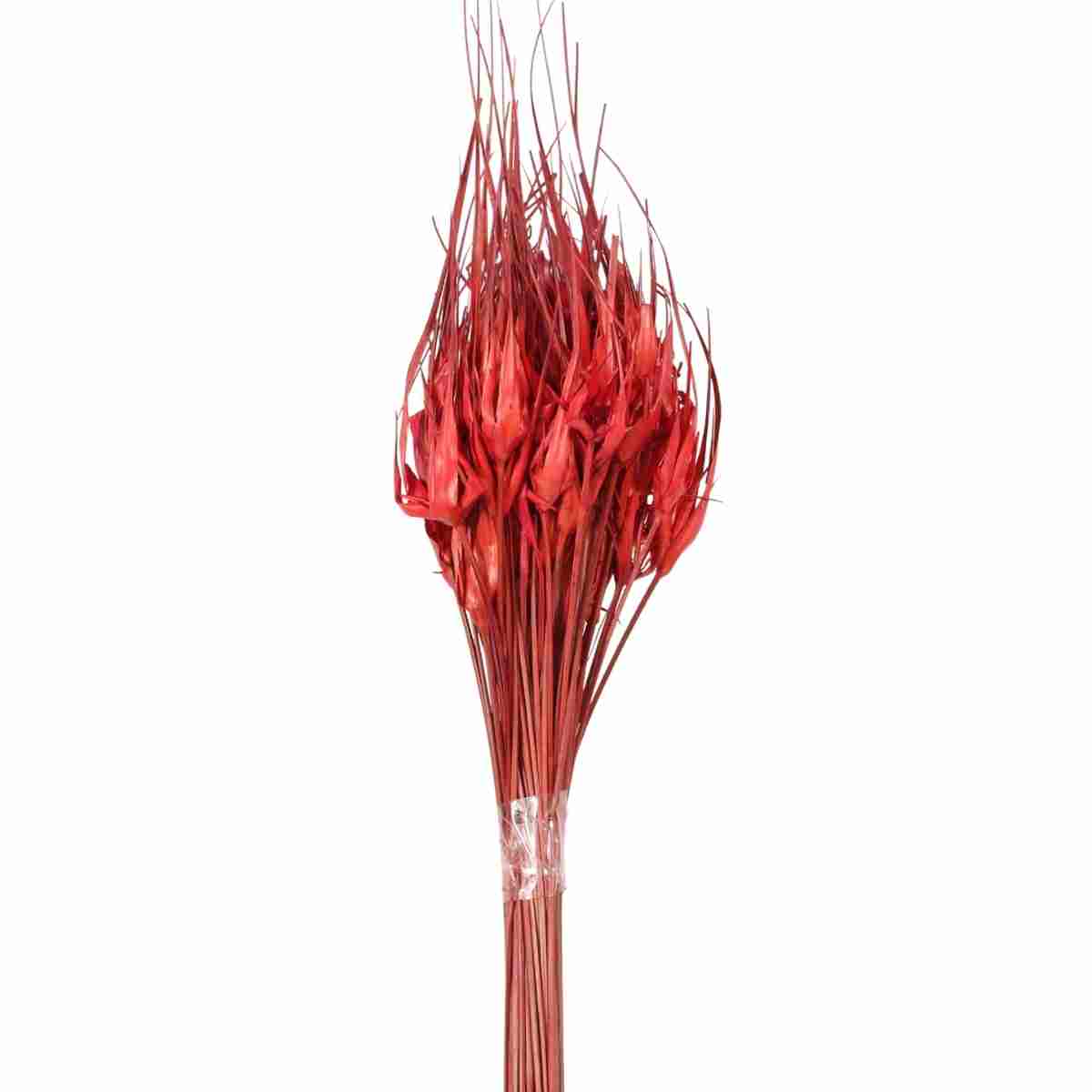 Planta Seca Capim Estrela Vermelho 50cm