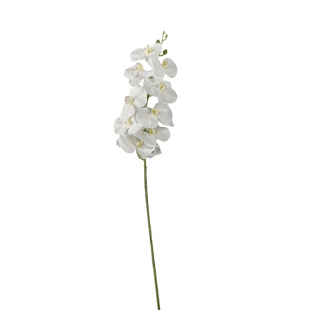 Haste de Orquídea Cymbidium Branca 90cm