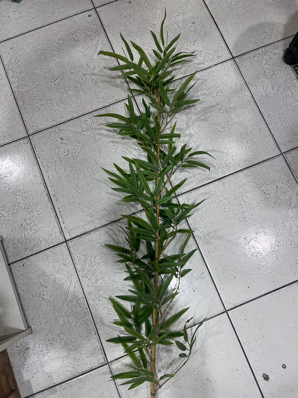 Galho de bambu medio
