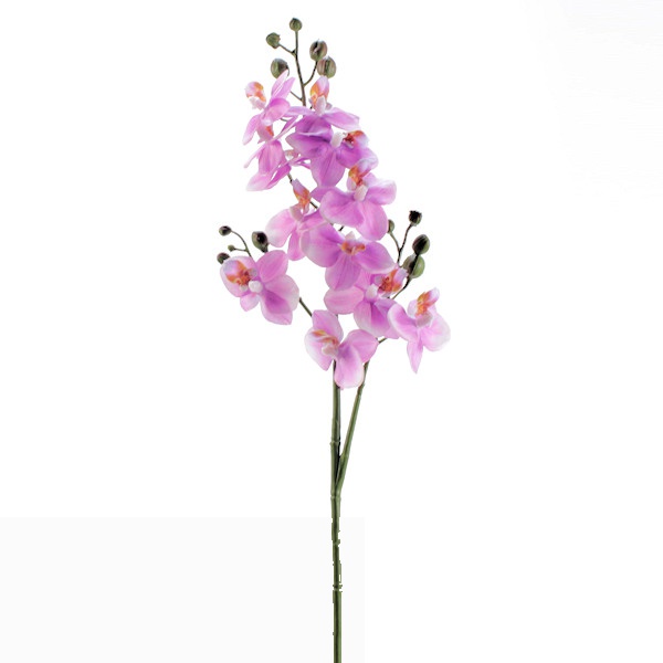 Haste de Orquídea Cymbidium EVA Pintadinha