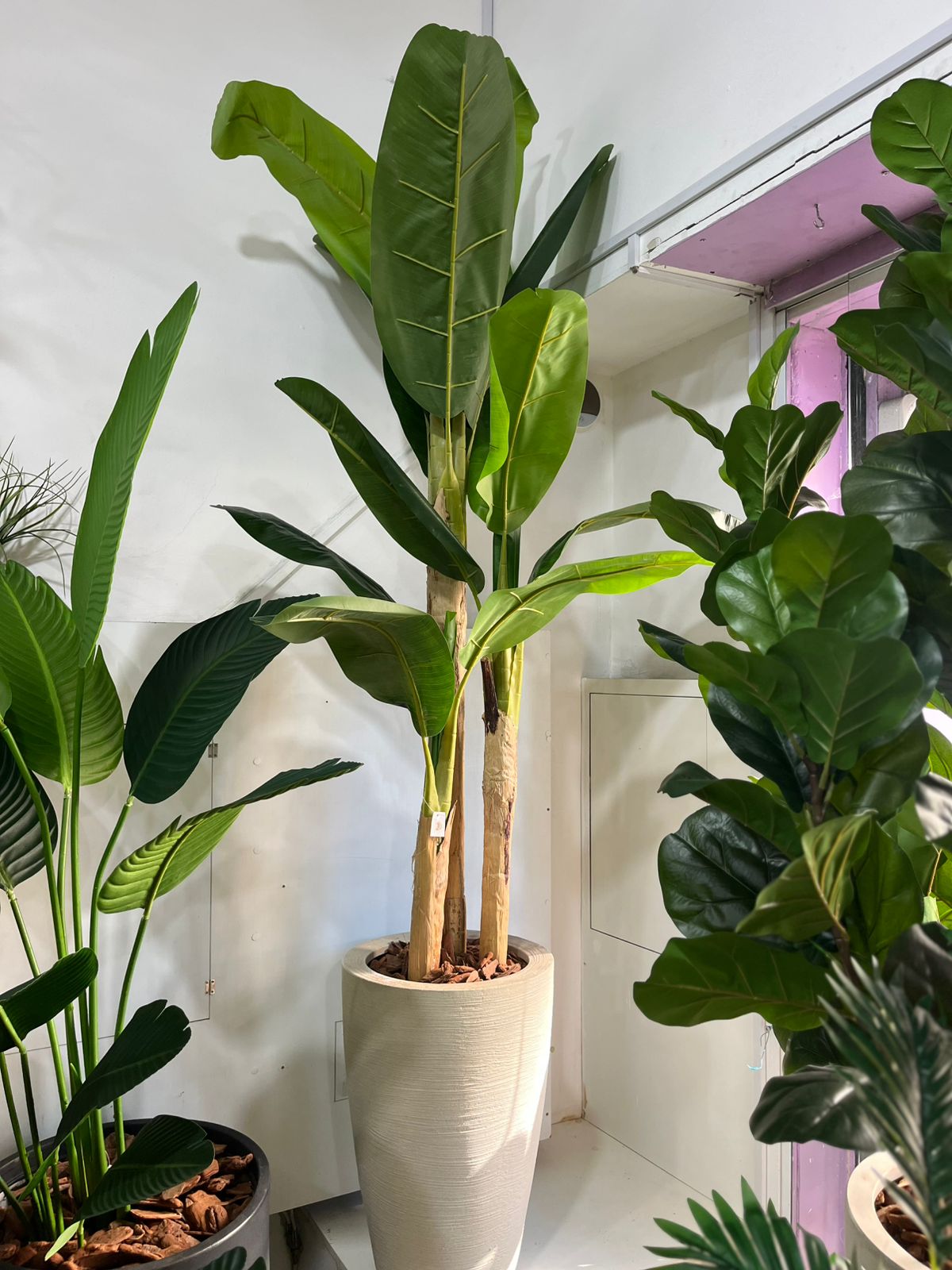 Bananeira com vaso