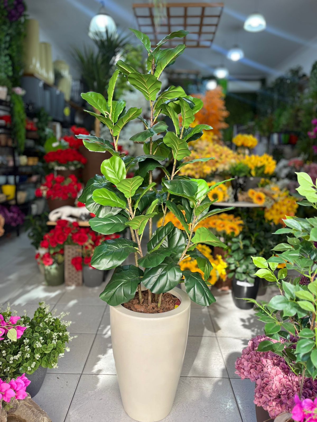 Árvore ficus lyrata completa com vaso de polietileno alt 1.70m