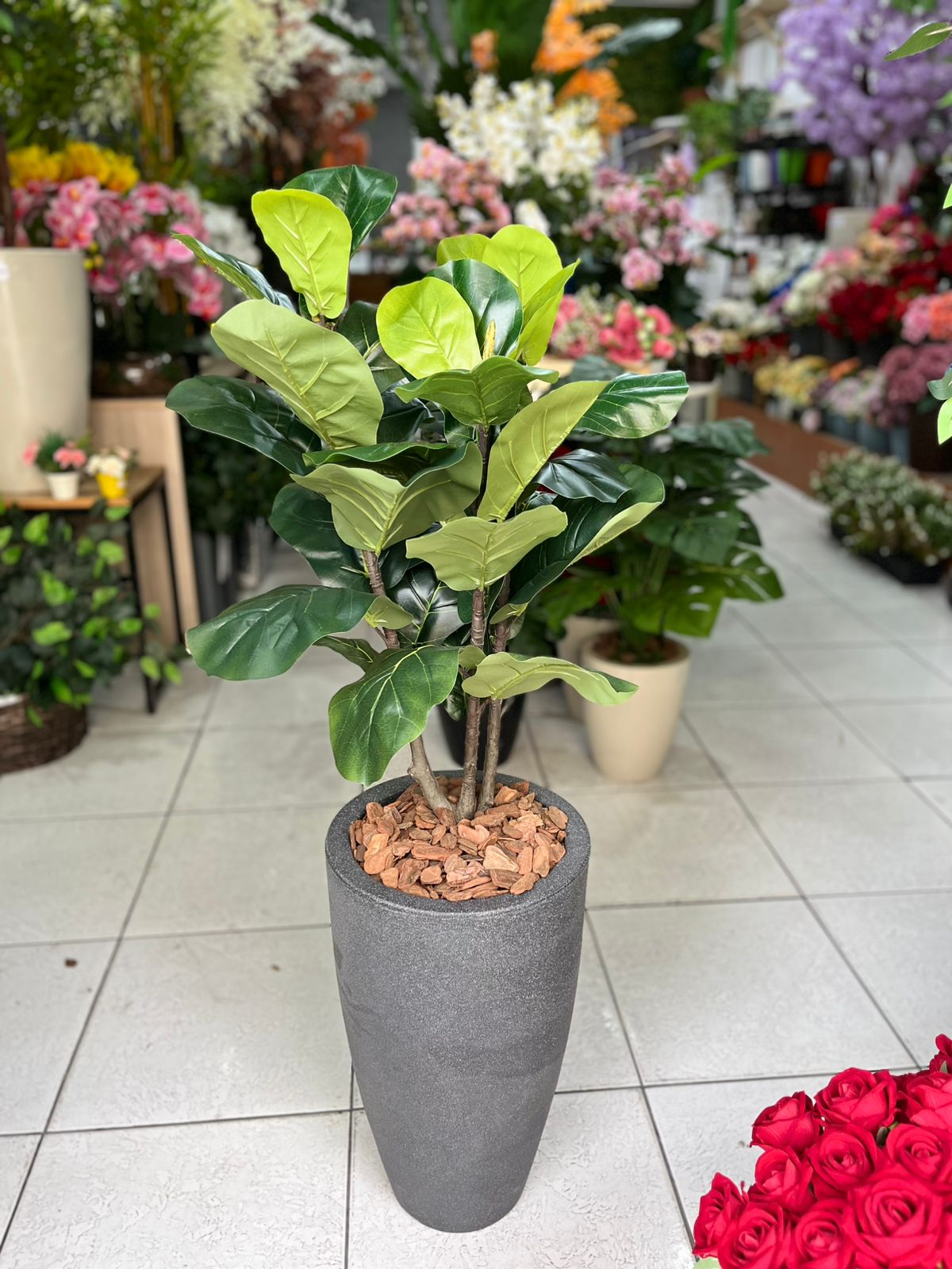 Árvore ficus lyrata completa com vaso de polietileno