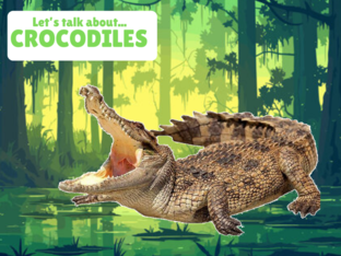 Let's talk about Crocodiles by Erin