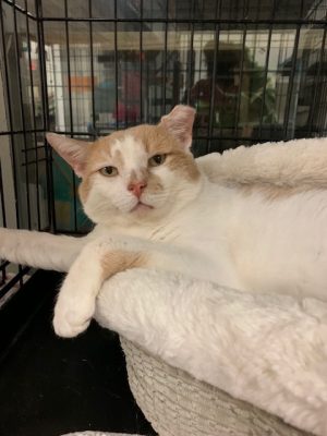 cat oliver
