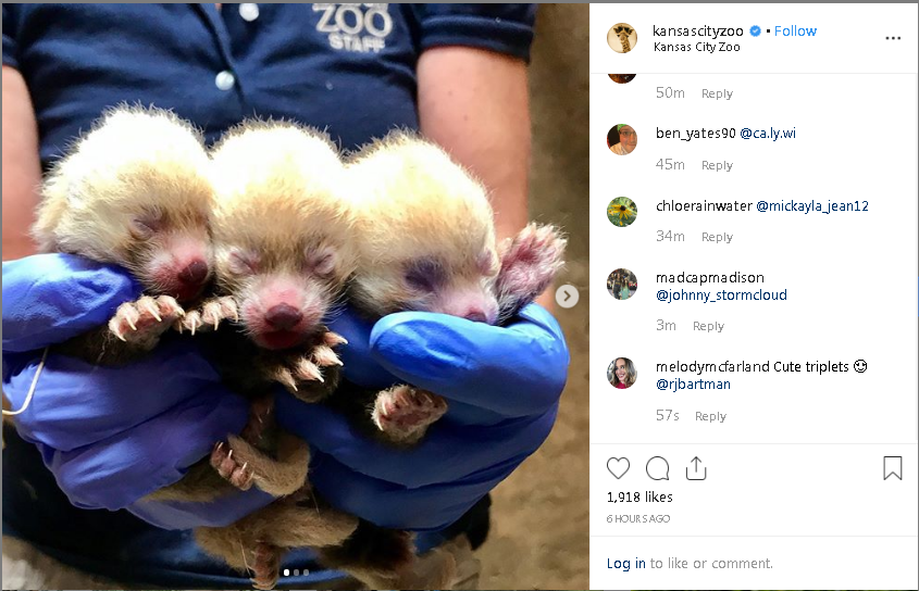 zoo pandas