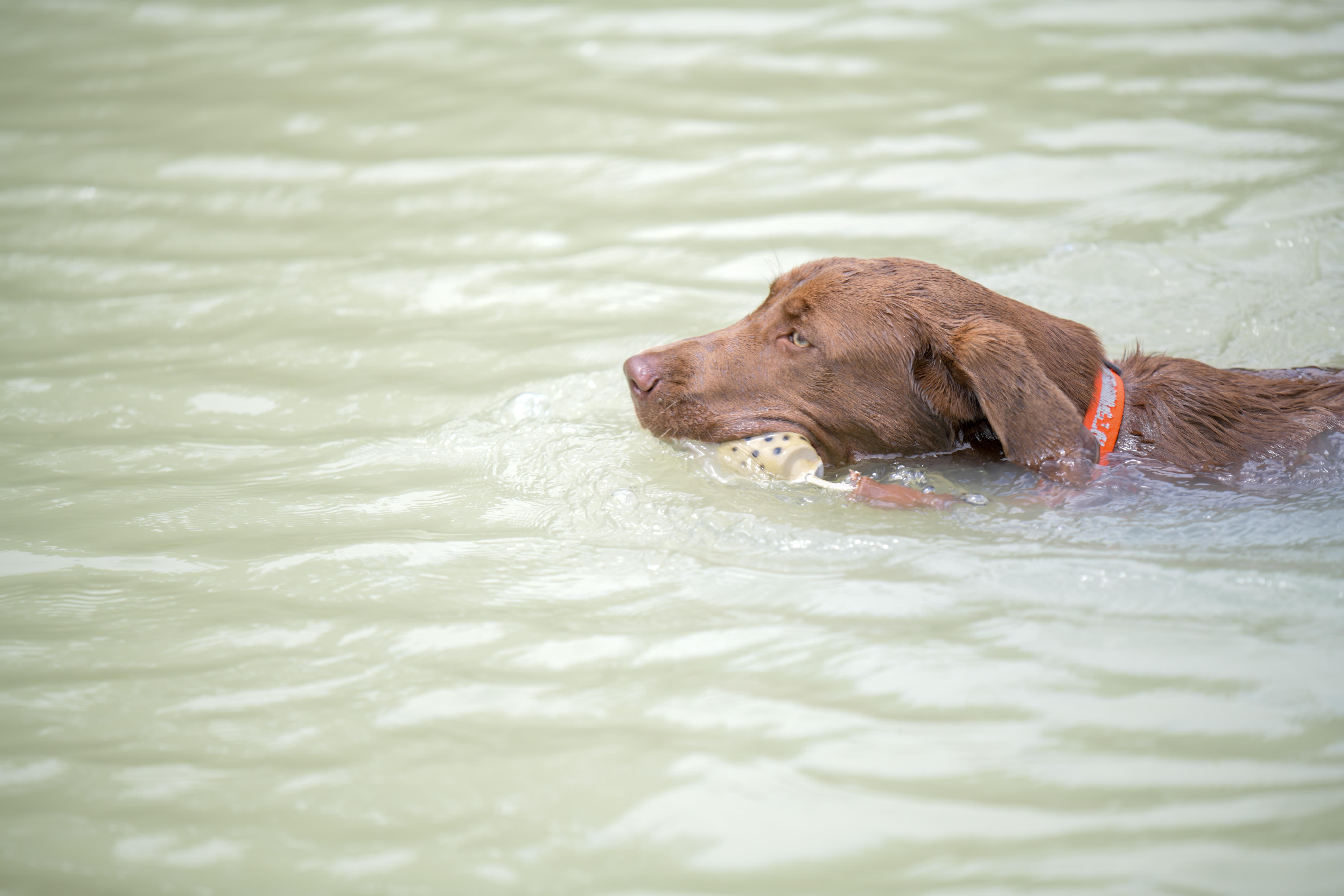 Toxic Algae From Lakes, Ponds Responsible For Deaths of At Least 4 Dogs