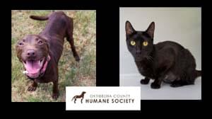 Oktibbeha County Humane Society Pets of the Week