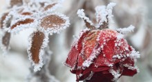 Winter Gardening Checklist