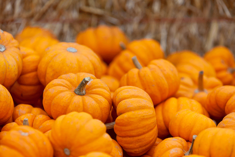Explore pumpkins with your kids
