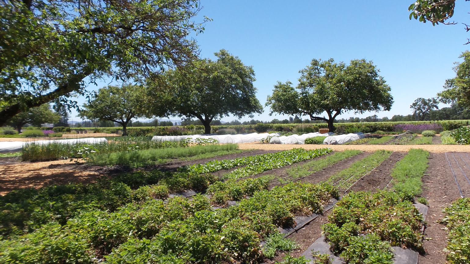 Visiting The KendallJackson Winery And Vineyard In Sonoma County, California With Kids