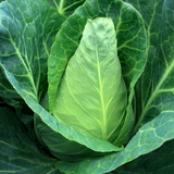 Paradise Farms - Red Cabbage