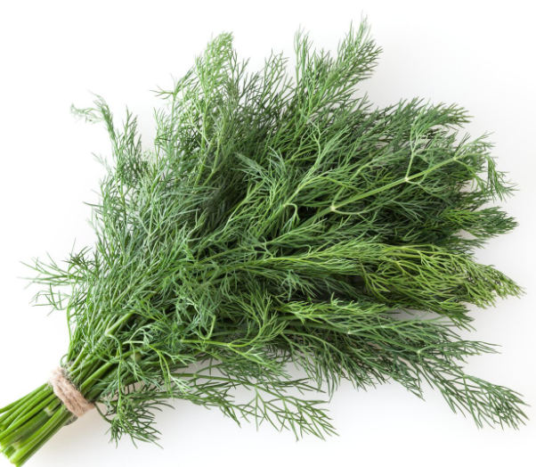 Dill- Bunch