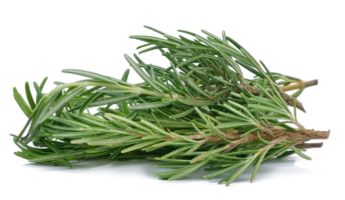 Rosemary, Fresh- Bunch