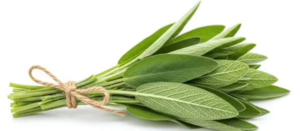Sage, Fresh- Bunch
