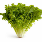 Paradise Farms - Endive, Curlesi