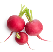 Radish, Red- Bunch