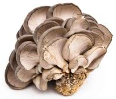 Mushrooms, Blue Oyster FL- 8oz/clamshell