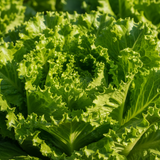 Paradise Farms - Lettuce Marciano