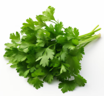 Cilantro - Bunch