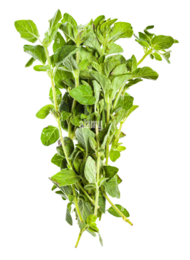 Oregano, Fresh- Bunch