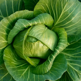 Paradise Farms -  Cabbage, Green FL
