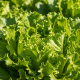 Paradise Farms - Lettuce Dragoon