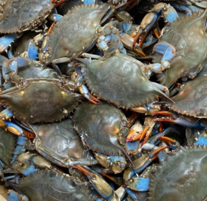 Live Blue Crab