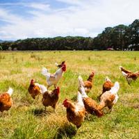 Pastured Chicken
