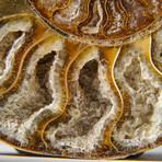 Genuine Polished Calcified Ammonite Half // 172.5 g