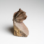 Genuine Ceratarges Spinosus Trilobite on Matrix // 79.3 g