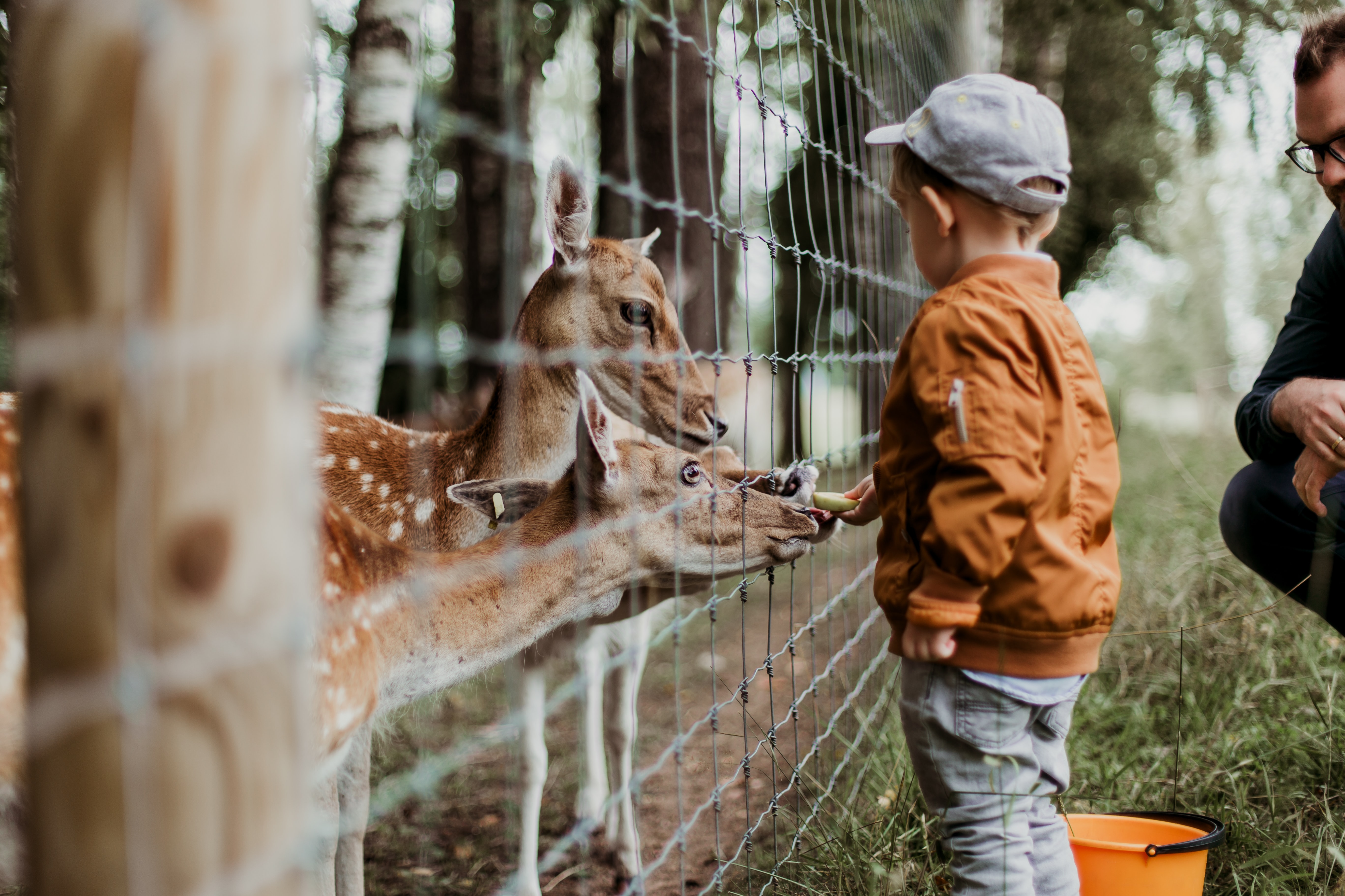 Grădina Zoologică ARTIS Royal