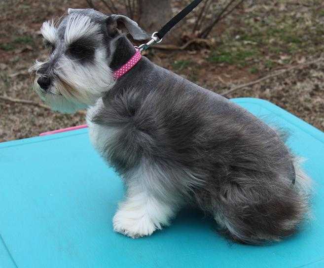 Toy, Teacup and Miniature Schnauzer Puppies For Sale Oklahoma
