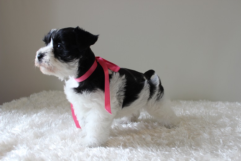 Toy, Teacup and Miniature Schnauzer Puppies For Sale Oklahoma