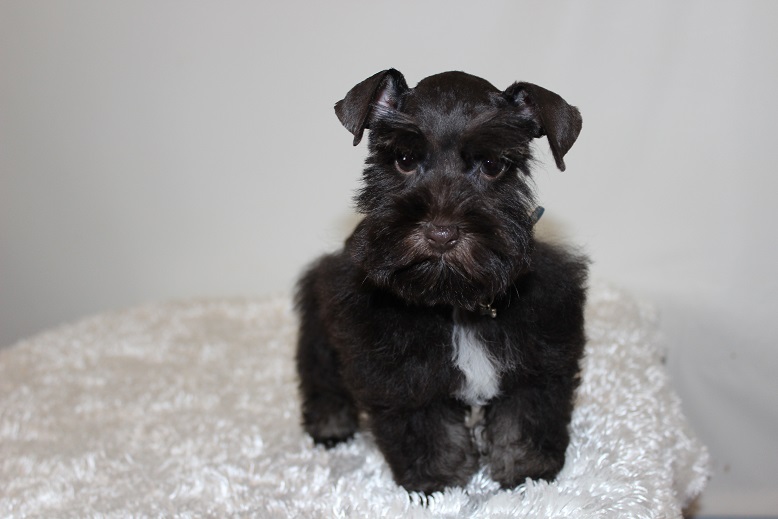 Toy, Teacup and Miniature Schnauzer Puppies For Sale Oklahoma