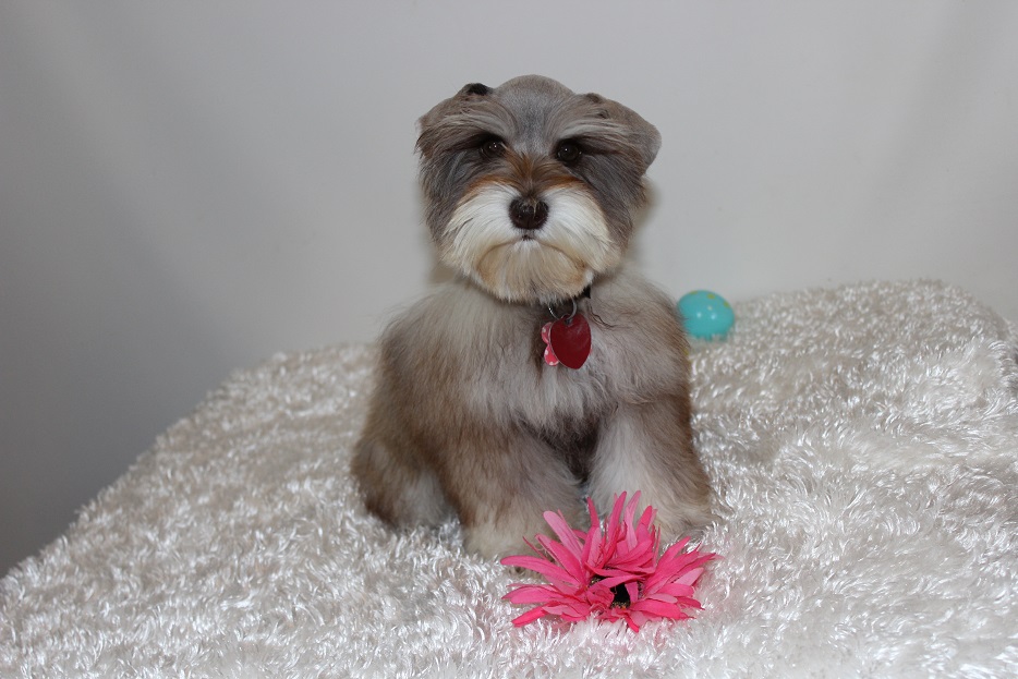 Toy, Teacup and Miniature Schnauzer Puppies For Sale Oklahoma