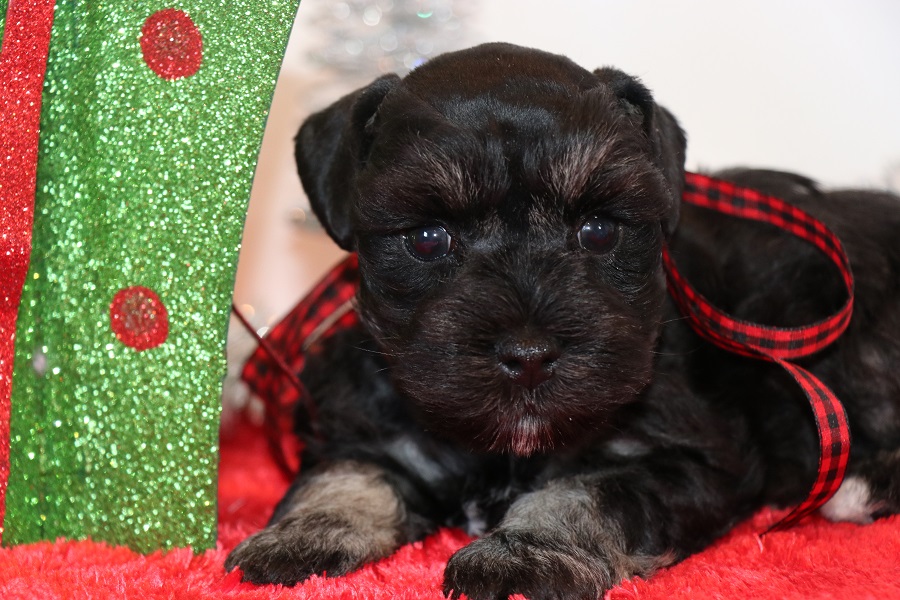 Toy, Teacup and Miniature Schnauzer Puppies For Sale Oklahoma