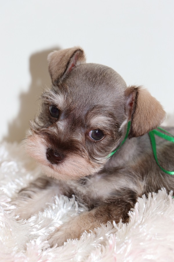 Toy, Teacup and Miniature Schnauzer Puppies For Sale Oklahoma