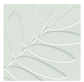 Cycad Group