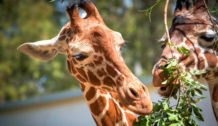 Global Wildlife Celebrates the Birth of a New Baby Giraffe